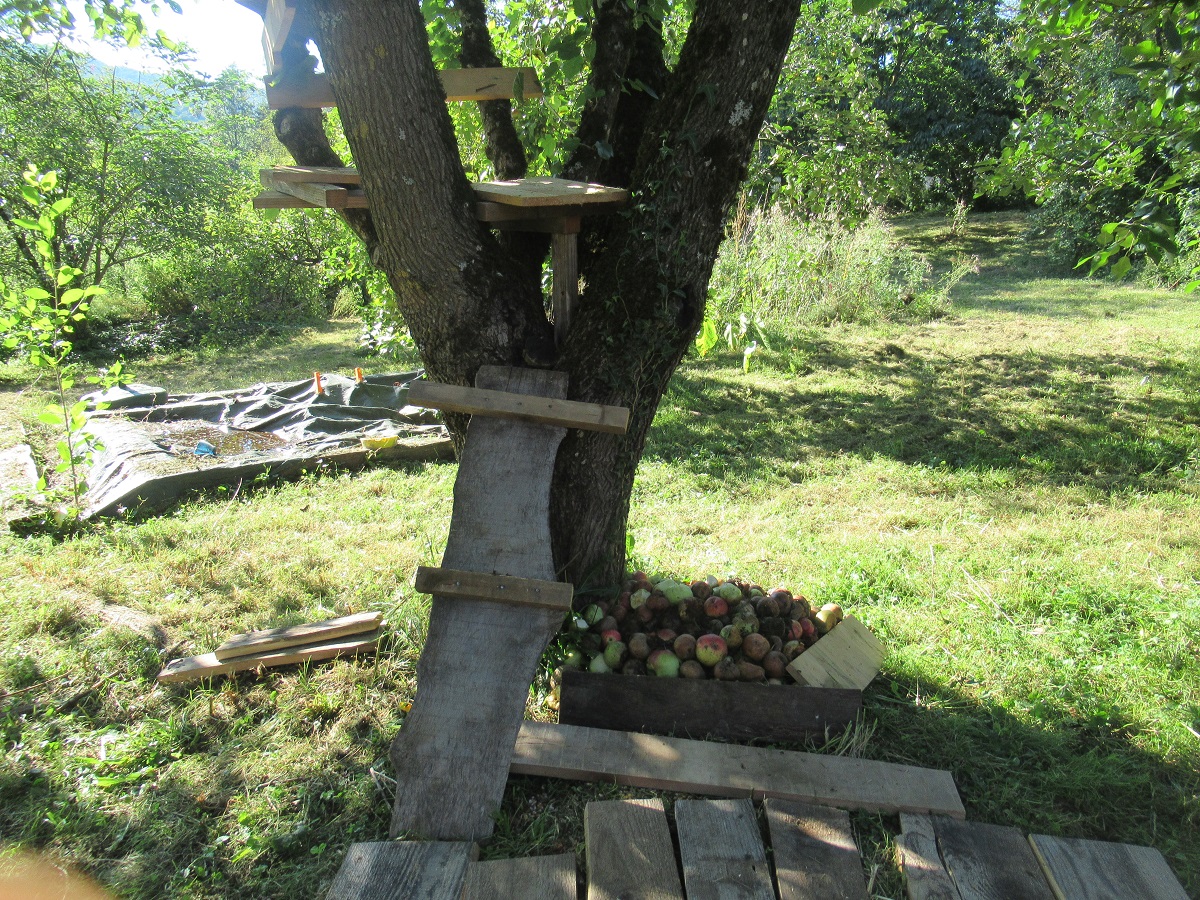  šestletnik, Metlika